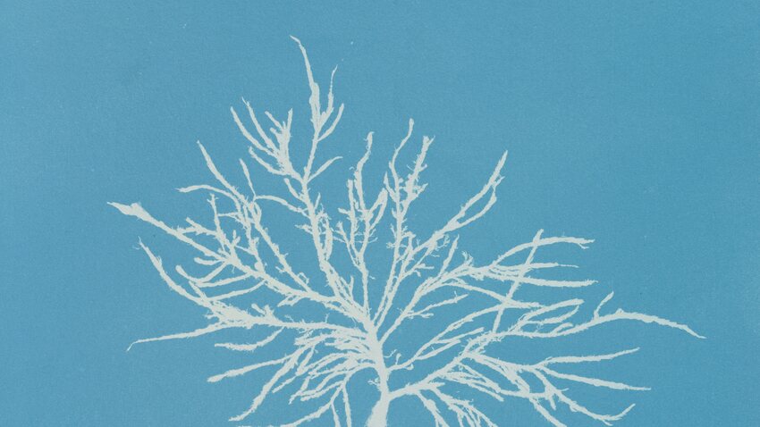 White delicate branching alveoli structures spread across bright turquoise blue background creating intricate organic patterns.